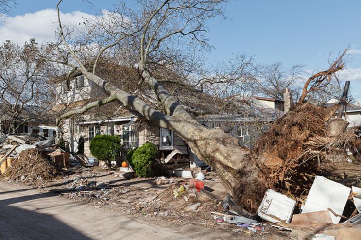 Residential tree falling disaster